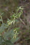 Wild Job's tears <BR>False gromwell